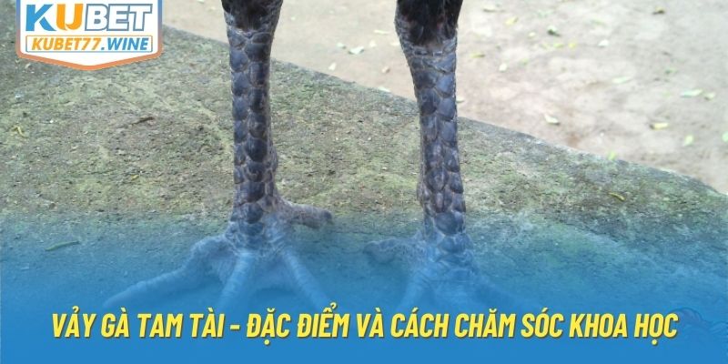 Vảy Gà Tam Tài - Đặc Điểm Và Cách Chăm Sóc Khoa Học