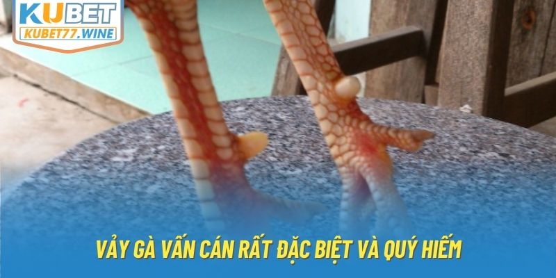 Vảy gà vấn cán rất đặc biệt và quý hiếm