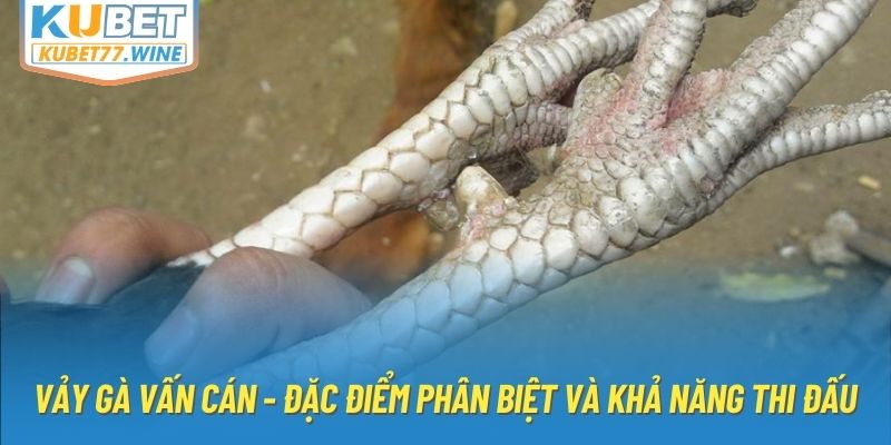 Vảy Gà Vấn Cán - Đặc Điểm Phân Biệt Và Khả Năng Thi Đấu