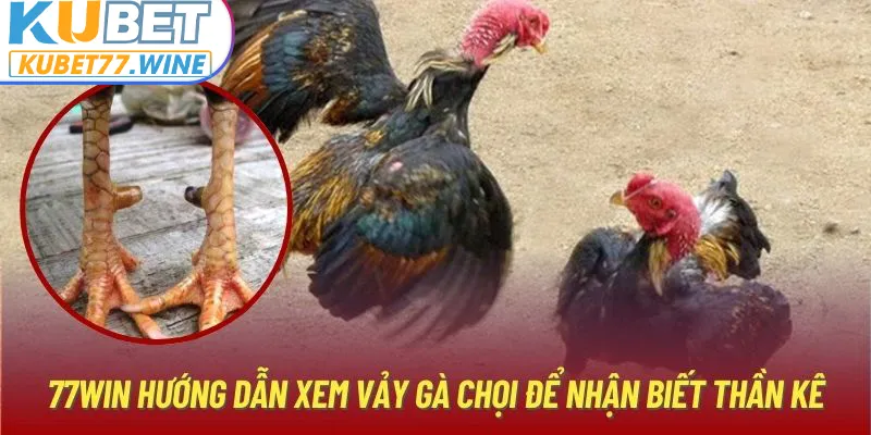 Kubet77 Hướng Dẫn Xem Vảy Gà Chọi Để Nhận Biết Thần Kê