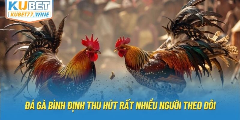 Đá gà Bình Định thu hút rất nhiều người theo dõi