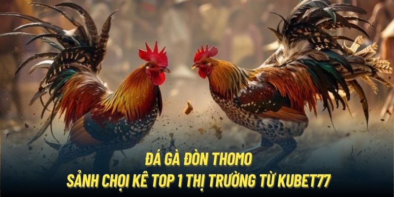 Đá Gà Đòn Thomo - Sảnh Chọi Kê Top 1 Thị Trường Từ Kubet77