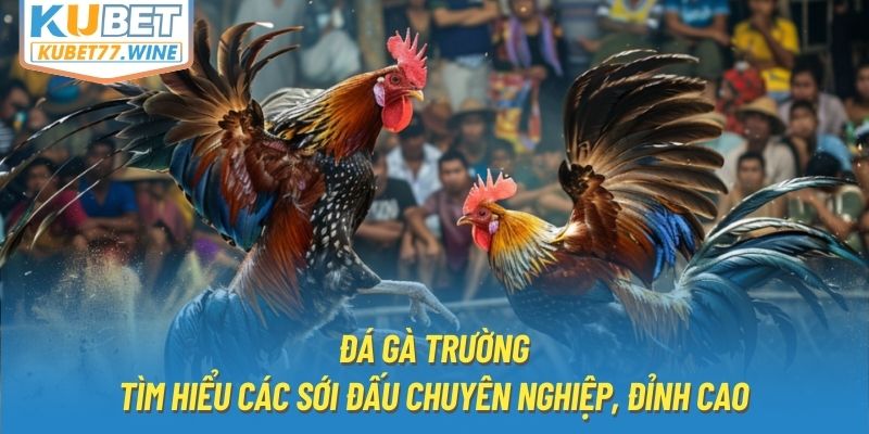 Đá Gà Trường - Tìm Hiểu Các Sới Đấu Chuyên Nghiệp, Đỉnh Cao