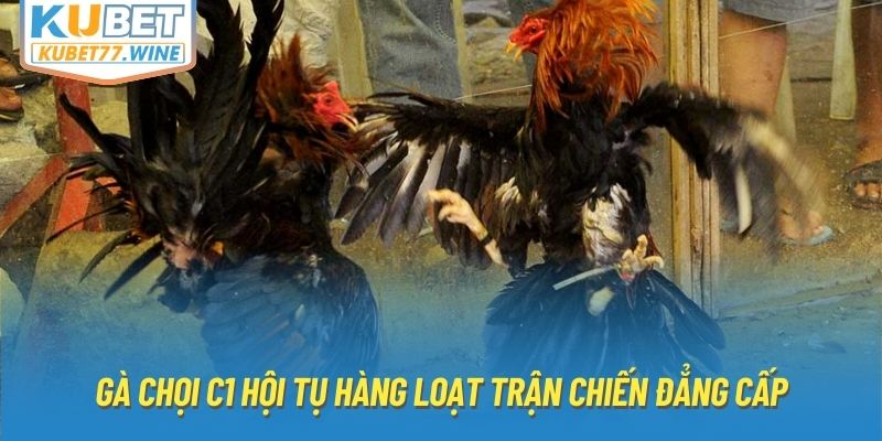 Gà chọi C1 hội tụ hàng loạt trận chiến đẳng cấp