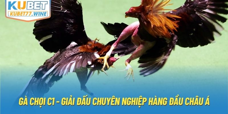 Gà Chọi C1 - Giải Đấu Chuyên Nghiệp Hàng Đầu Châu Á