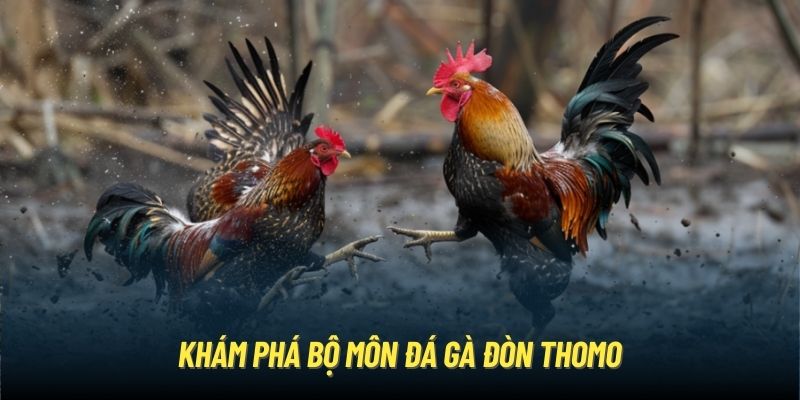 Khám phá bộ môn đá gà đòn Thomo