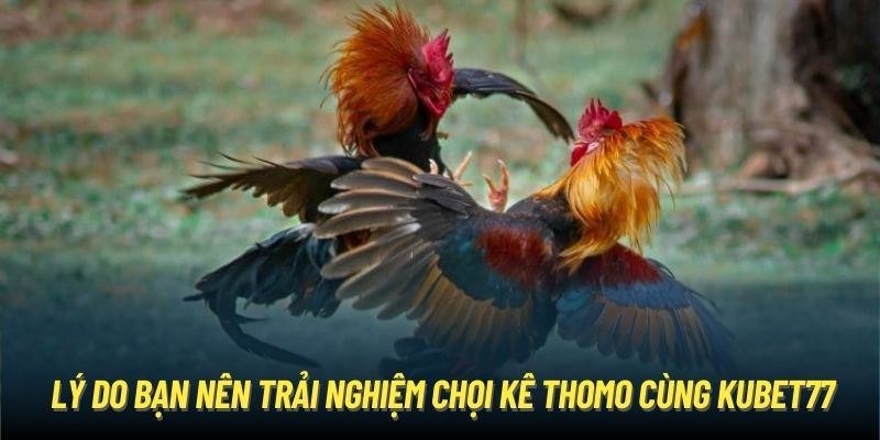 Lý do bạn nên trải nghiệm chọi kê Thomo cùng Kubet77