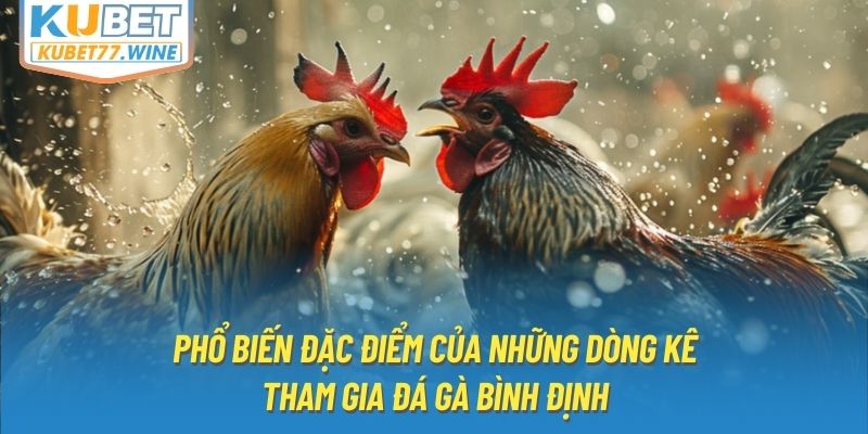 Phổ biến đặc điểm của những dòng kê tham gia đá gà Bình Định