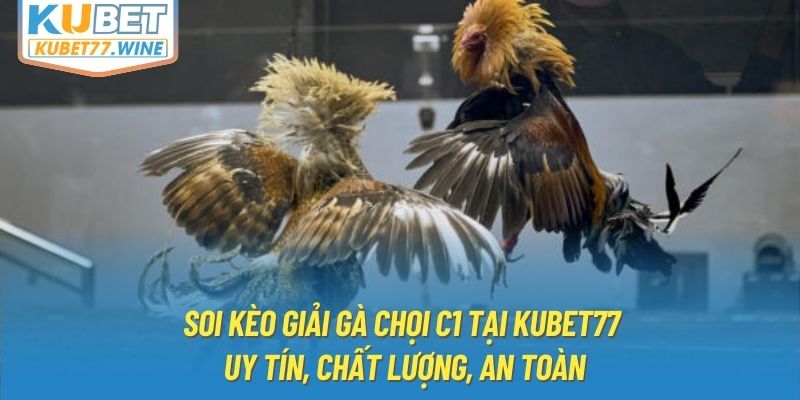 Soi kèo giải gà chọi C1 tại Kubet77 uy tín, chất lượng, an toàn