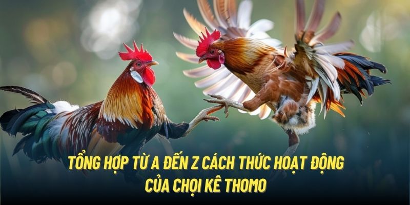 Tổng hợp từ A đến Z cách thức hoạt động của chọi kê Thomo